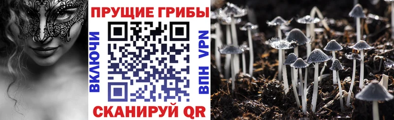 Галлюциногенные грибы Psilocybine cubensis Шимановск